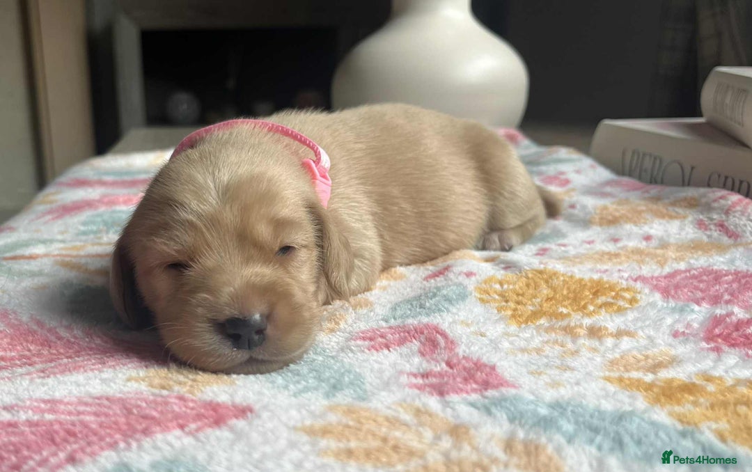 Labradoodle dogs for sale: Miniature Labradoodles  - Image 4