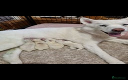 Mixed Breed dogs for sale: Chowsky pups - Image 9