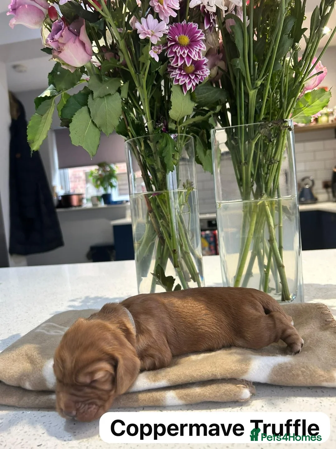 Cocker Spaniel dogs for sale: KC Reg Stunning Red Working Cocker Pups - Kent in Tunbridge Wells - Advert 2