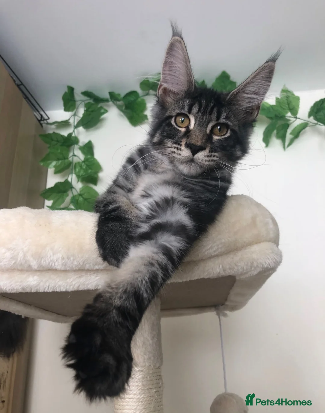 Maine Coon cats for sale: Stunning TICA female maine coon - Advert 2