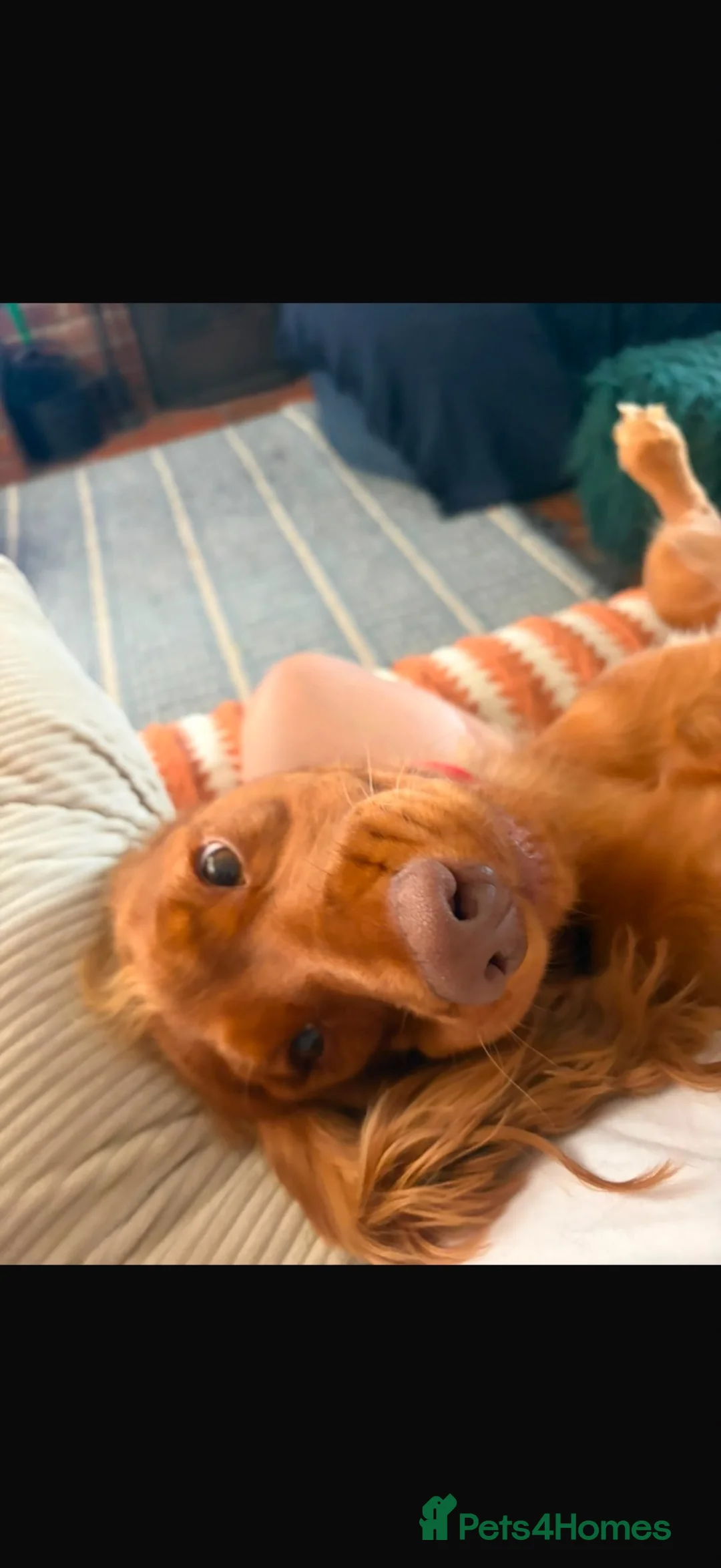 Cocker Spaniel dogs for sale: 15 month Cocker Spaniel  - Advert 2