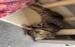 Persian cats for sale: 2 loving Persian Kittens for sale  - Image 22