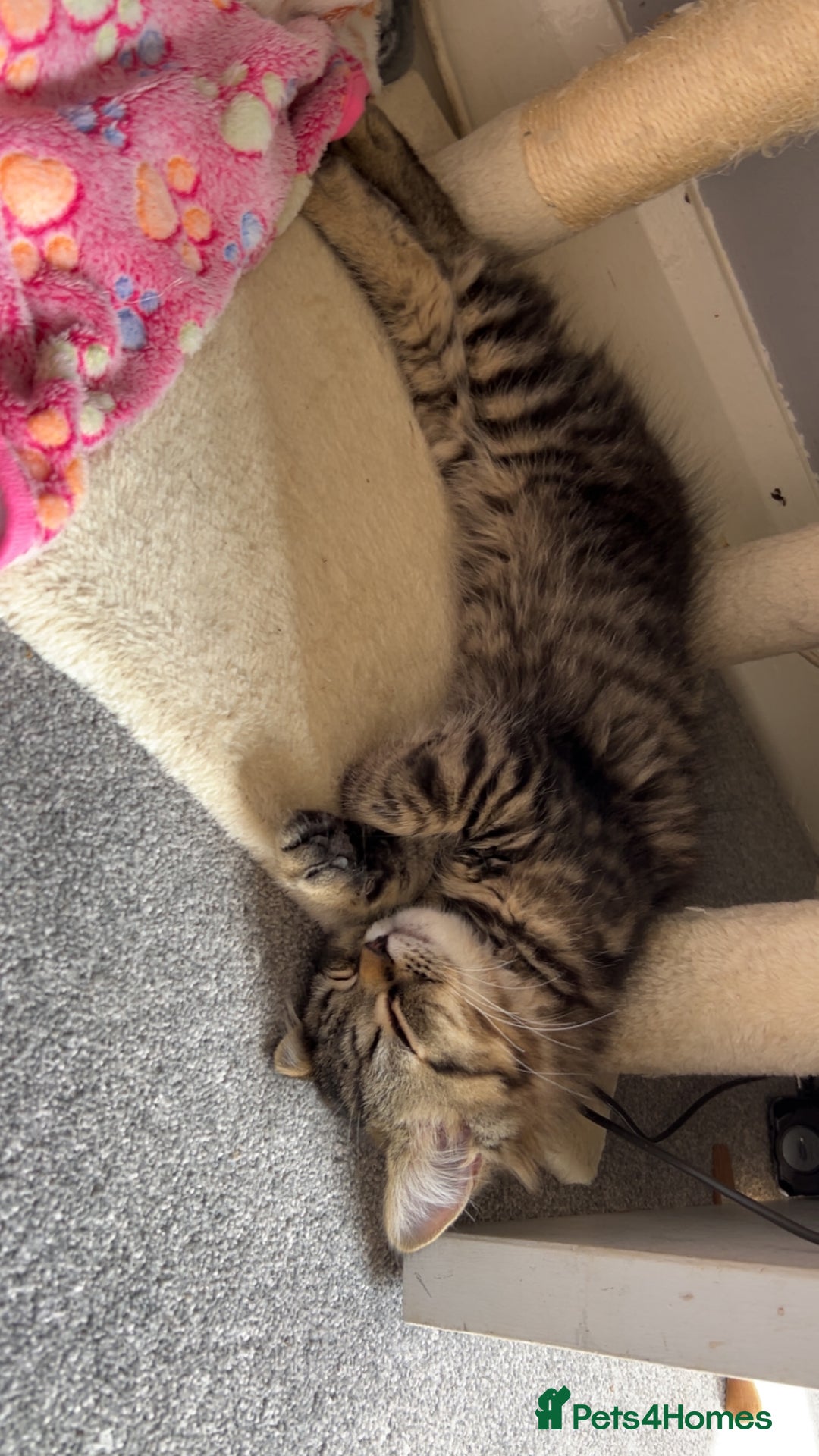 Persian cats for sale: 2 loving Persian Kittens for sale  - Image 22