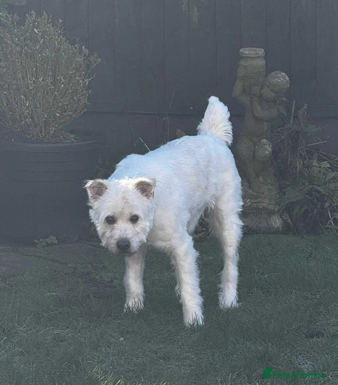 Mixed Breed dogs for adoption: Meet Snow, currently residing in Derbyshire  in Swadlincote - Advert 7