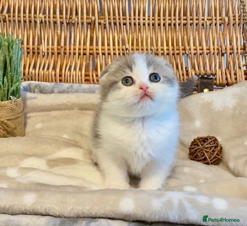 Scottish Fold cats 🧸😻CHAMPION LINE TICA ACTIVE SCOTTISH/BSH😻🧸 - Advert 8