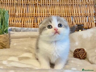 Scottish Fold cats 🧸😻CHAMPION LINE TICA ACTIVE SCOTTISH/BSH😻🧸 - Advert 2