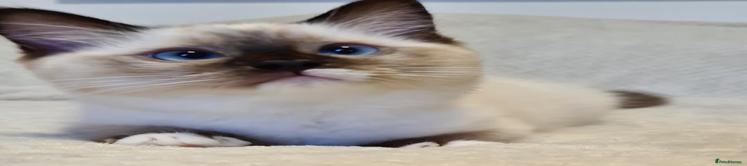 Mizo