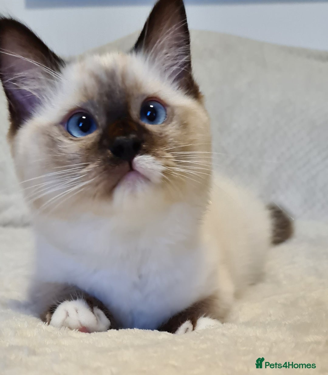 Ragdoll cats for sale: 5 Purebred Ragdolls – Loving Homes Needed - Image 15