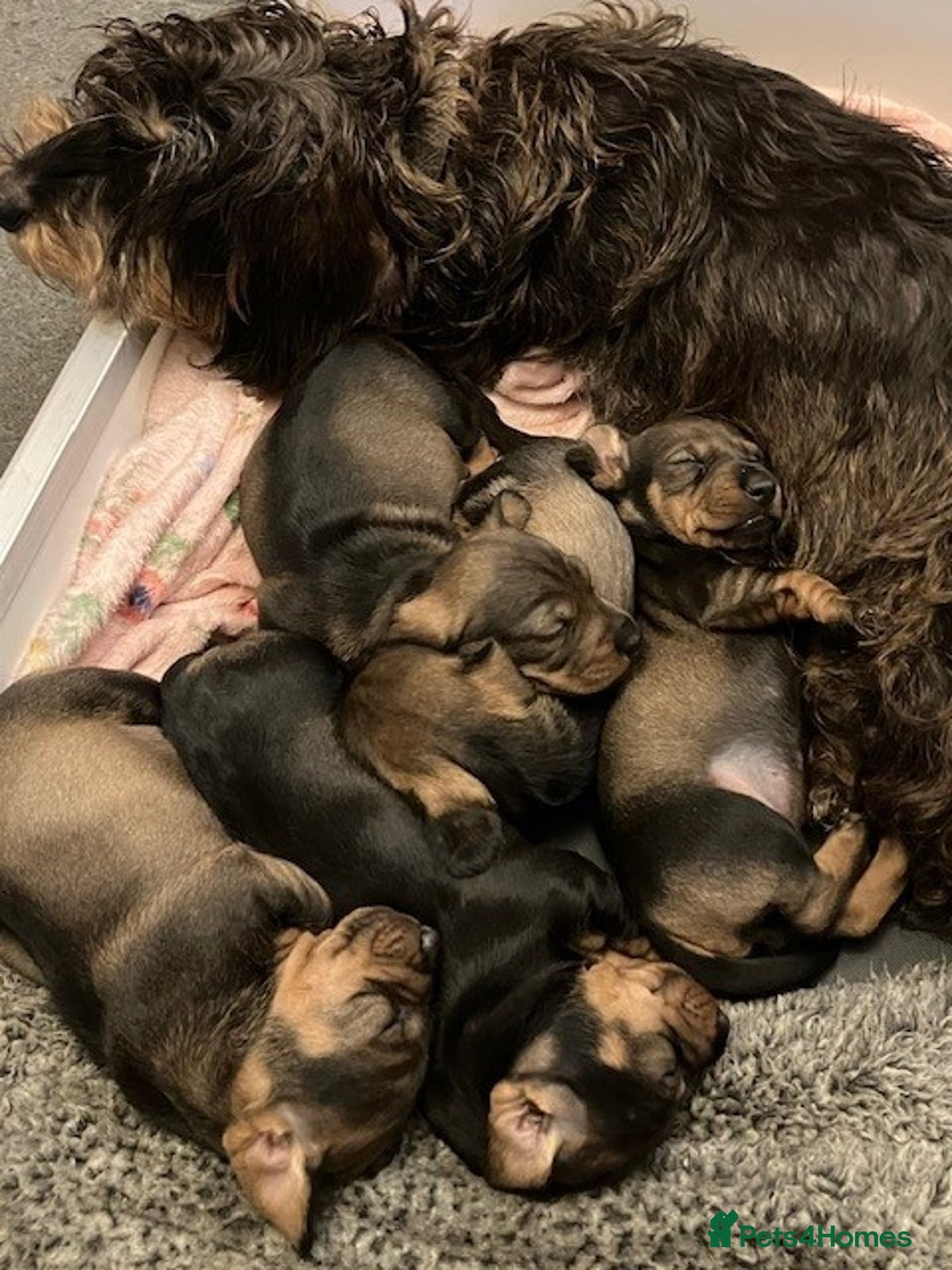 Dachshund dogs for sale: KennelClub Registered WireHaired Dachshund Puppies - Advert 4