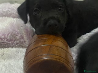 Patterdale Terrier dogs - Advert 19