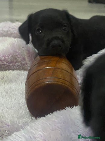 Patterdale Terrier dogs - Advert 4