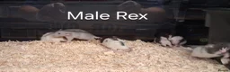 Rat rodents for sale: Baby Dumbo Rat's, Natural , Rex , Nakeds  - Advert 17