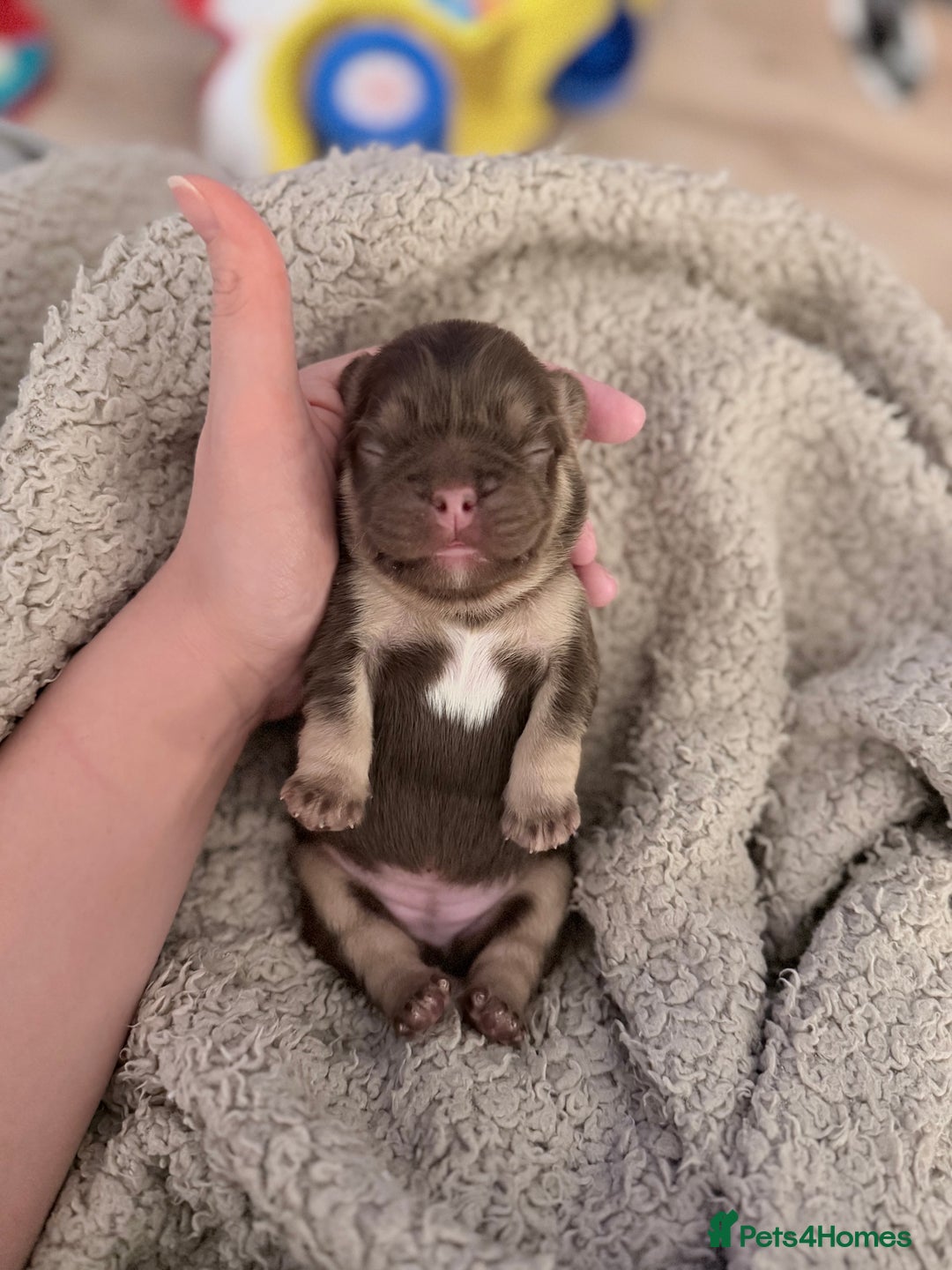 French Bulldog dogs for sale: 🔥Outstanding Quality Fluffy Frenchies🔥 - Advert 12