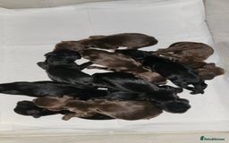 Cocker Spaniel dogs for sale: Cocker spaniel puppy's  - Image 2