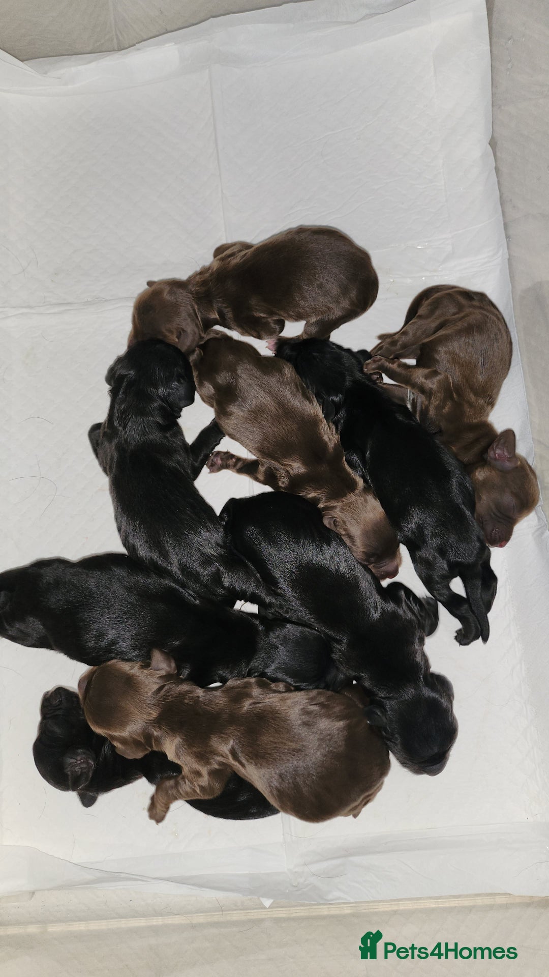Cocker Spaniel dogs for sale: Cocker spaniel puppy's  - Image 2