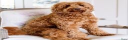 Australian Labradoodle dogs for sale: WAITING LIST FOR PUPPIES – NOW OPEN - Advert 7