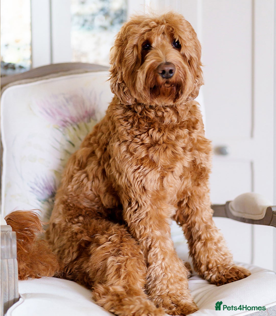 Australian Labradoodle dogs for sale: WAITING LIST FOR PUPPIES – NOW OPEN - Advert 7
