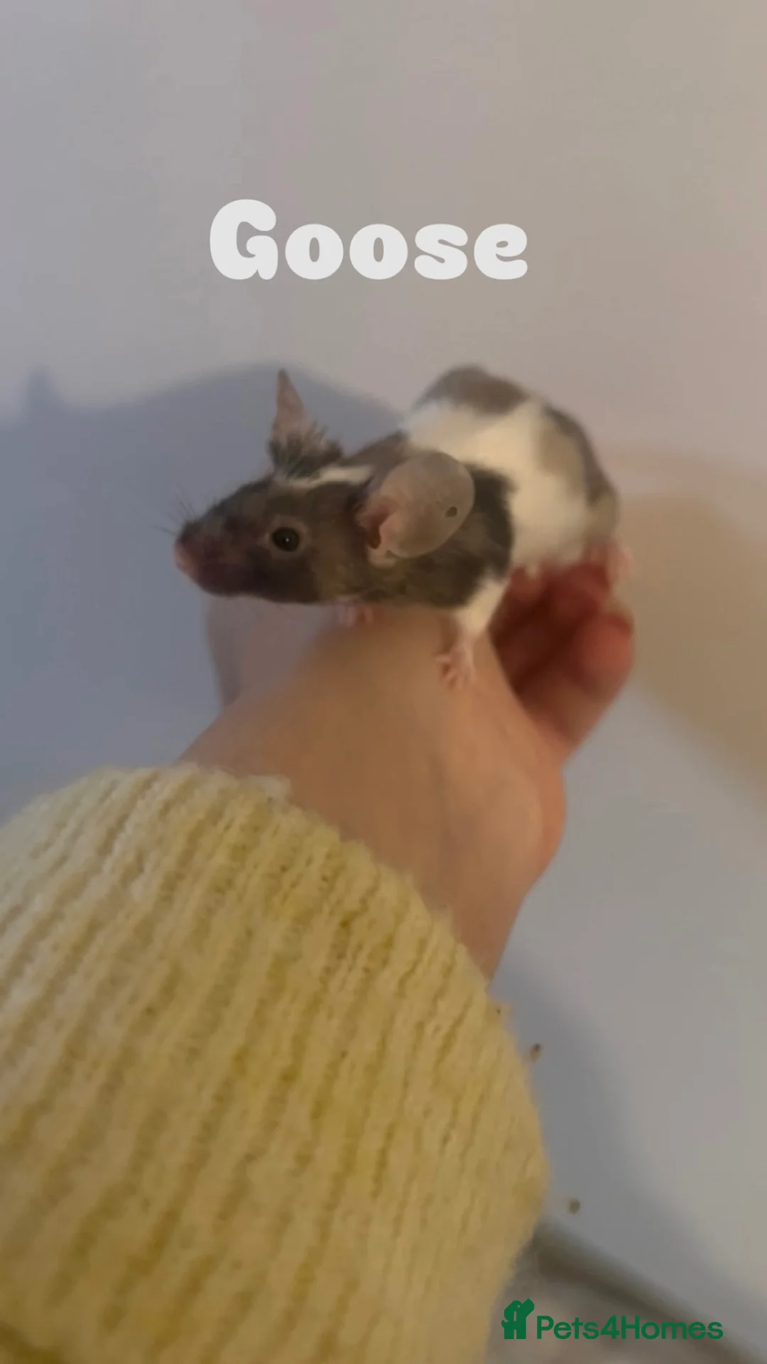 Mouse rodents for sale: Female mice for homes. ⭐️ - Advert 7