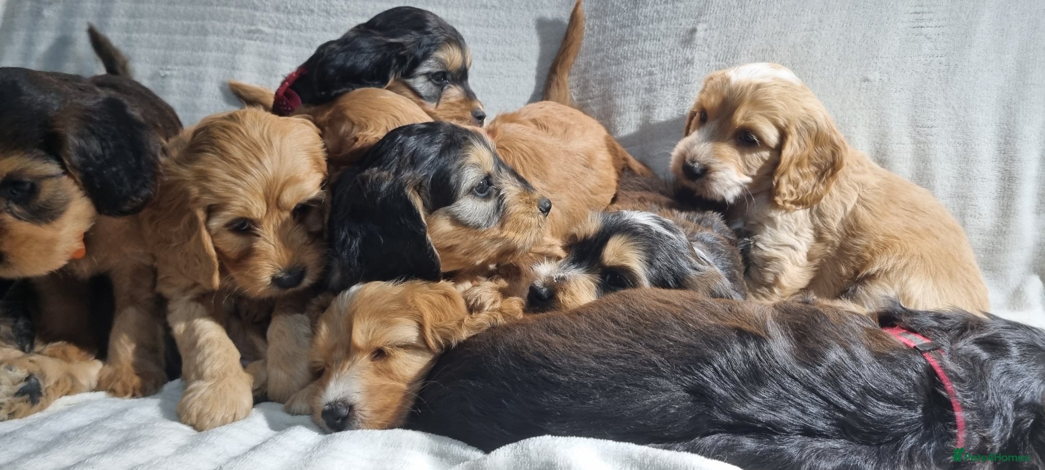 Cockapoo dogs 🩷💙💛Cockapoo🩵💜💚 - Advert 1
