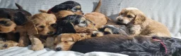 Cockapoo dogs for sale: Cockapoo❤️💜🩷🩵💙 - Advert 15