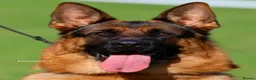 German Shepherd dogs for stud: Health Tested, Show Winner, Proven Stud Dog in London - Advert 4