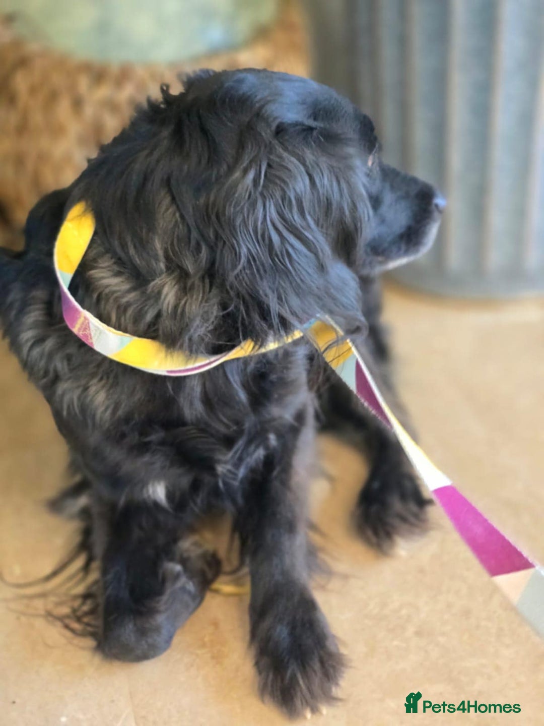 Cocker Spaniel dogs for adoption: Gino ! - Advert 7