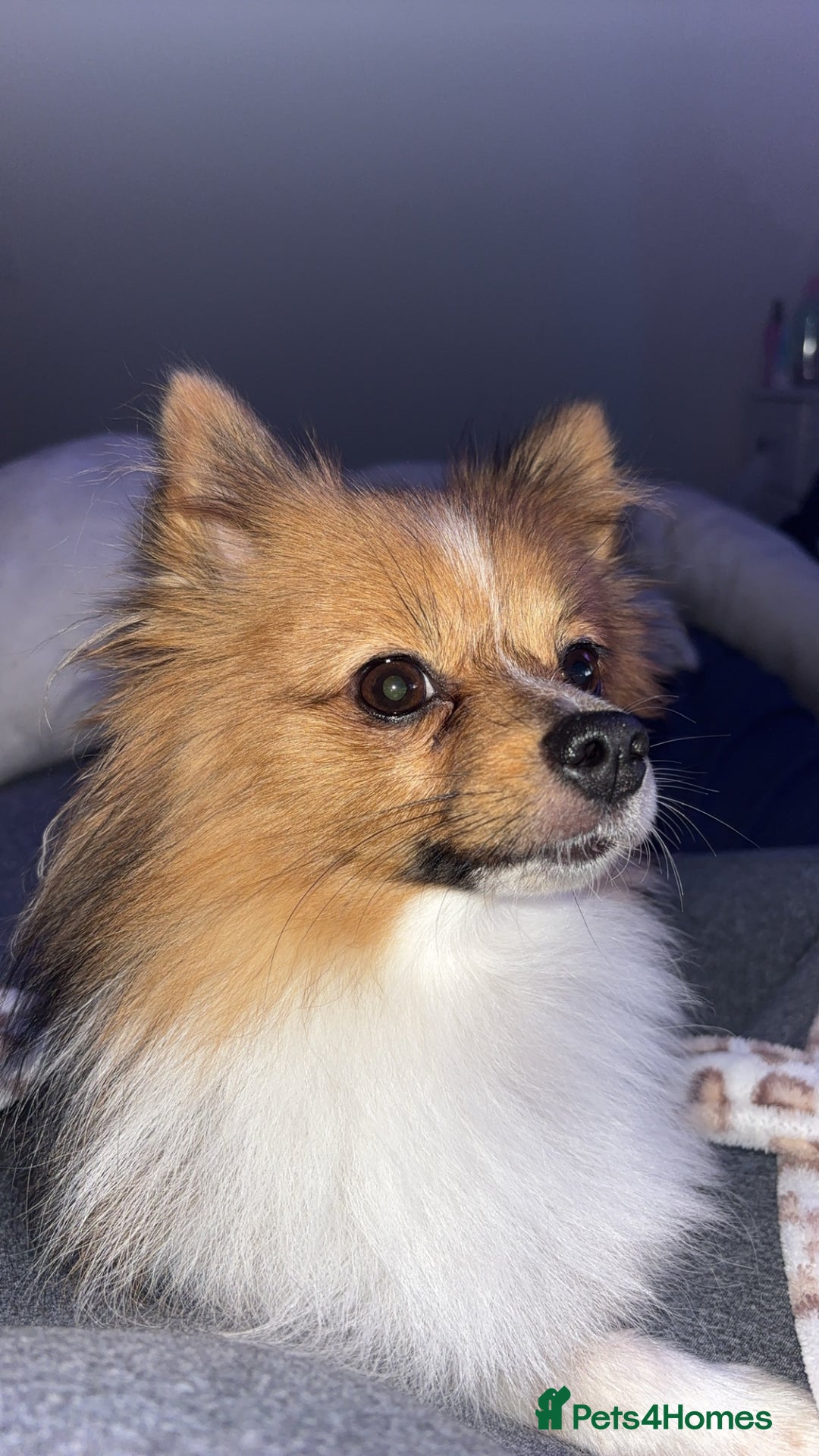 Pomeranian dogs for sale: Pomeranian  - Advert 3