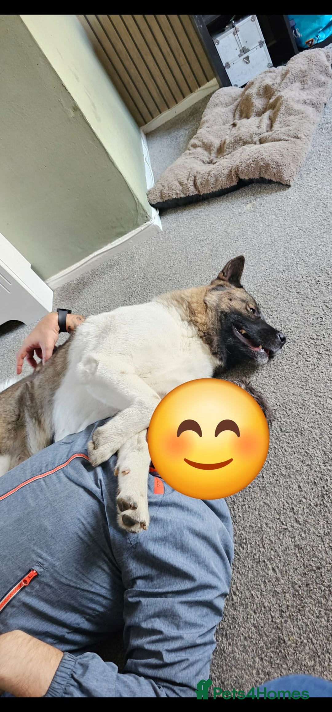 Akita dogs for sale: 🐾 American Akita Puppies for Forever Homes 🐾 - Image 7