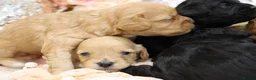 Cavapoo dogs for sale: *HEALTH TESTED*Cavapoo Puppies 5*LICENSED BREEDER* - Advert 8