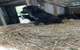 Border Collie dogs for sale: Border collie puppies  - Image 8