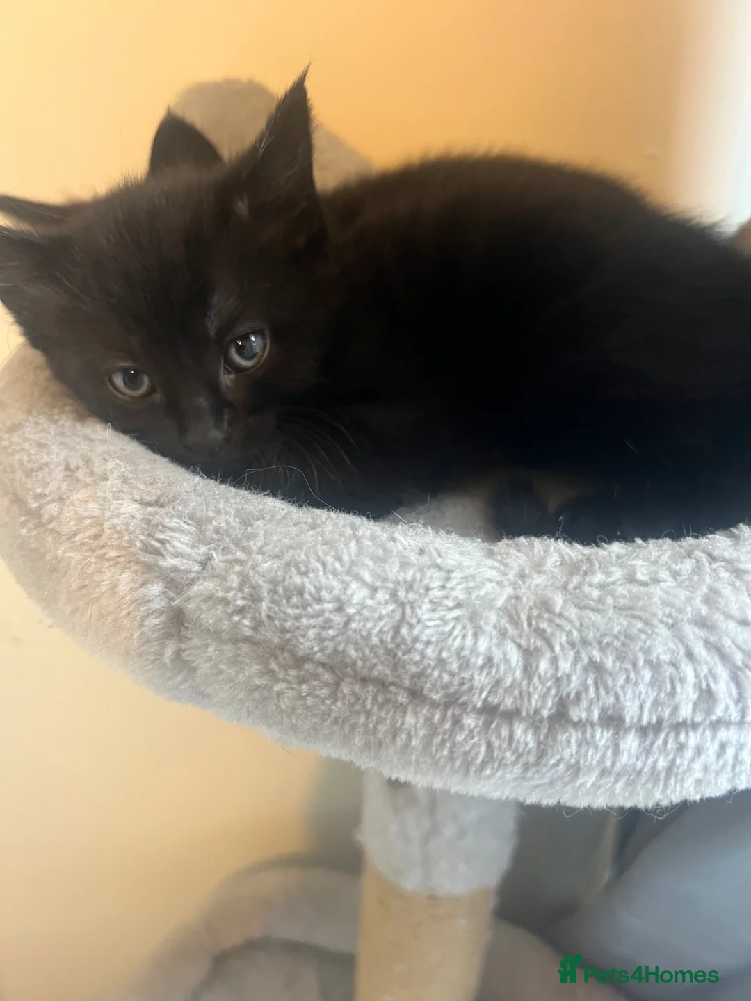 Mixed Breed cats for sale: Kittens for sale  - Advert 6
