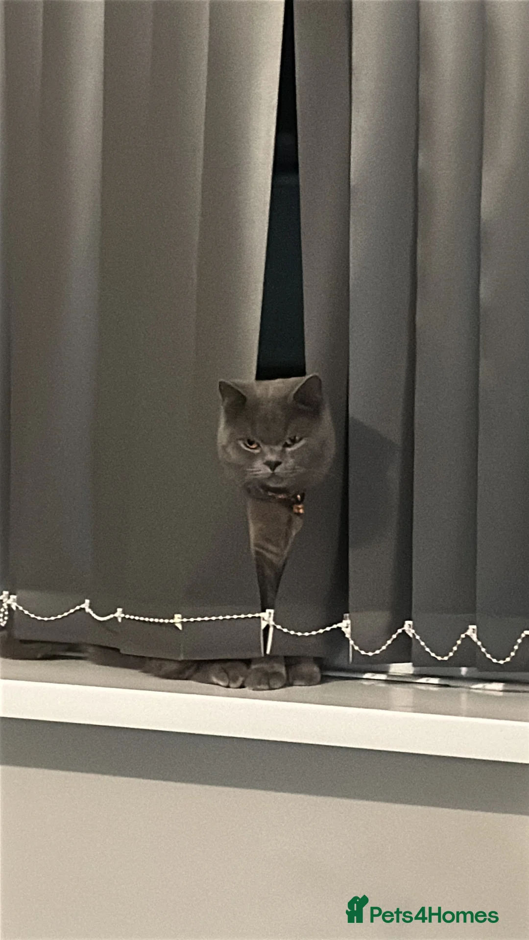 British Shorthair cats for stud: Hugo proven stud  - Advert 4