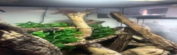Gecko reptiles for sale: Pair of Tokay Geckos and set up in Redditch - Advert 3