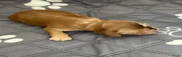 Cocker Spaniel dogs for sale: Stunning English 💯 show type cocker puppies  - Advert 2