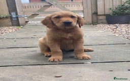 Golden Retriever dogs for sale: Kc pedigree golden retrievers (fox red  in Malton - Image 5