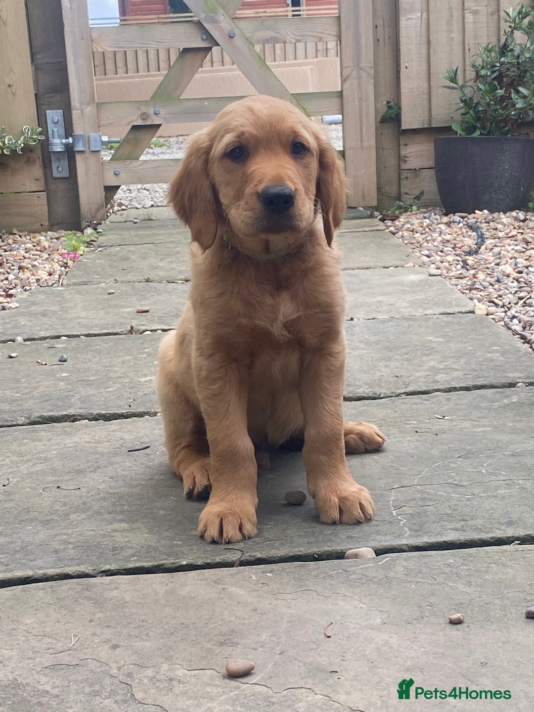 Golden Retriever dogs for sale: Kc pedigree golden retrievers (fox red  in Malton - Image 5
