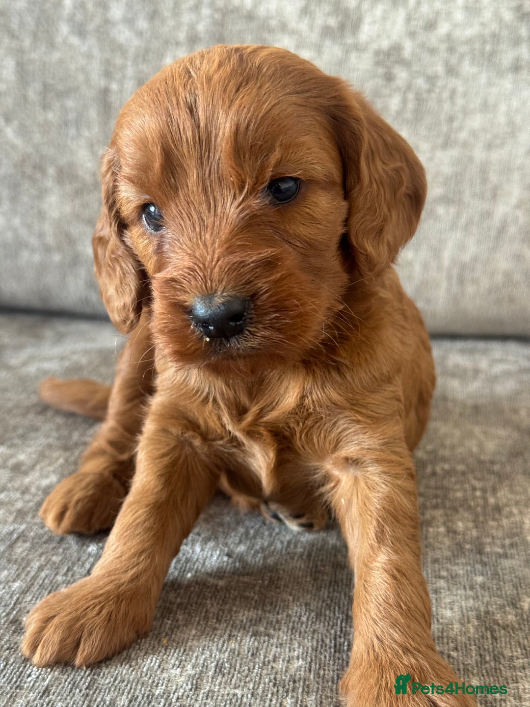 Cockapoo dogs for sale: BEAUTIFUL RED COCKAPOO PUPS HEALTH TESTED PARENTS - Advert 16