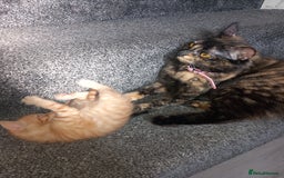 Domestic Shorthair cats for sale: Kittens for rehoming  - Image 2