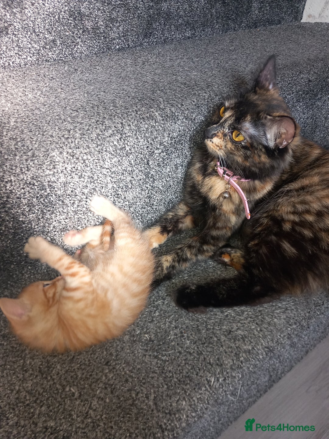 Domestic Shorthair cats for sale: Kittens for rehoming  - Image 2