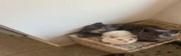 Turkish Angora cats for sale: 5 kittens for sale - Advert 4