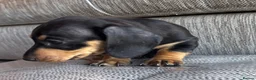 Miniature Dachshund dogs for sale: Miniature dachshunds - Advert 35