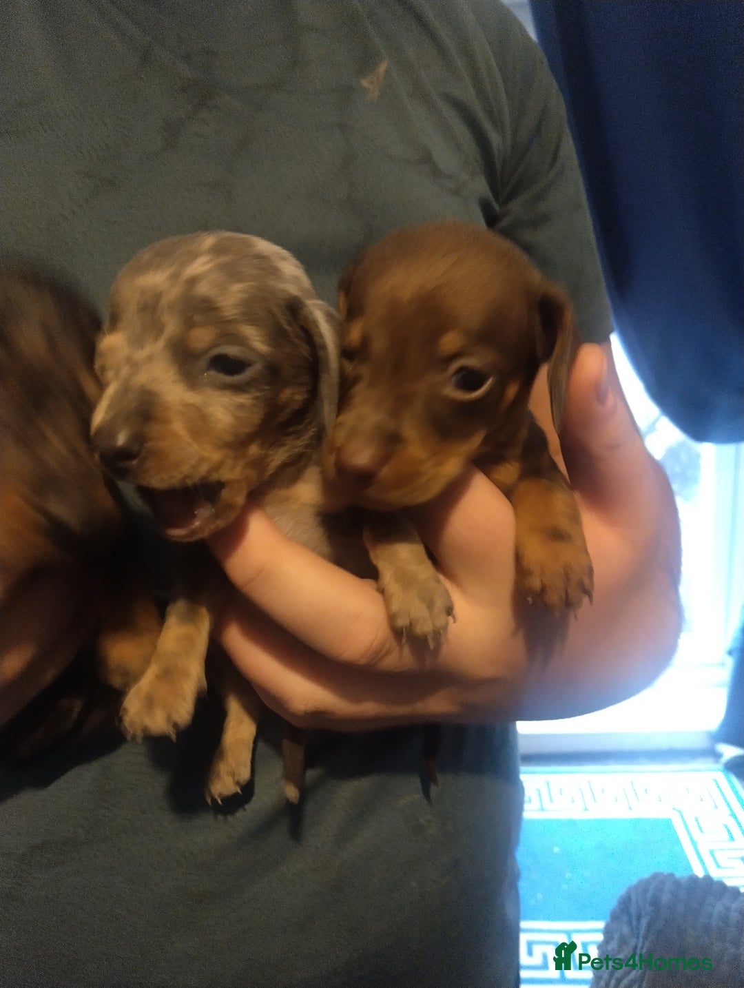 Miniature Dachshund dogs for sale: Miniature dachshund puppies - Image 6