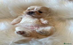 Shih Tzu dogs for sale: Stunning Imperial Shih Tzu’s  - Image 2
