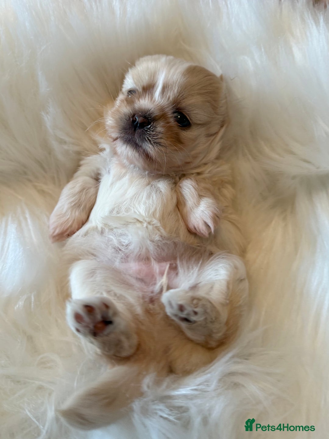 Shih Tzu dogs for sale: Stunning Imperial Shih Tzu’s  - Image 2
