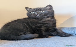 British Shorthair cats for sale: Lilac and Black British Shorthair kittens  - Image 3
