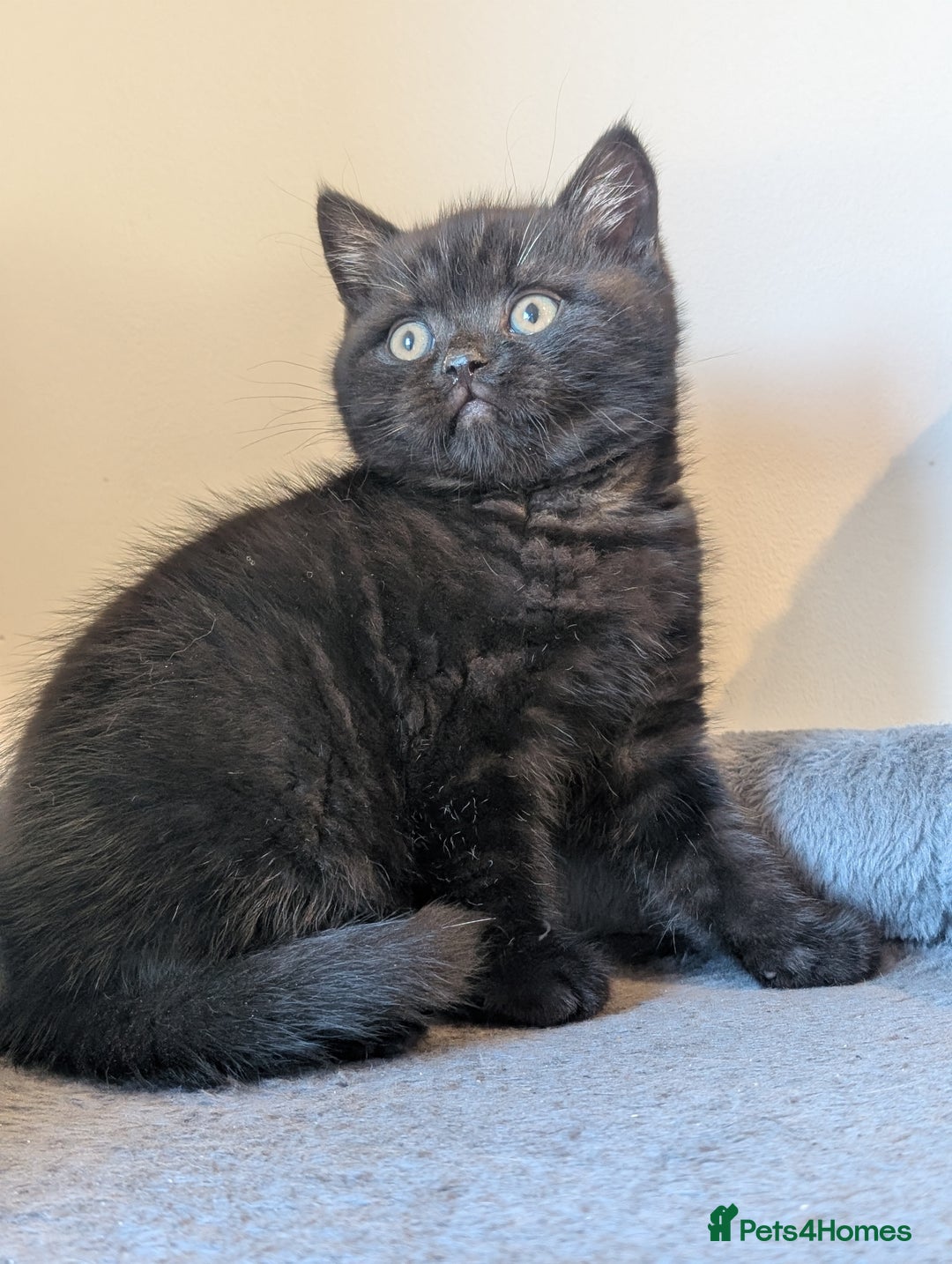 British Shorthair cats for sale: Lilac and Black British Shorthair kittens  - Image 3
