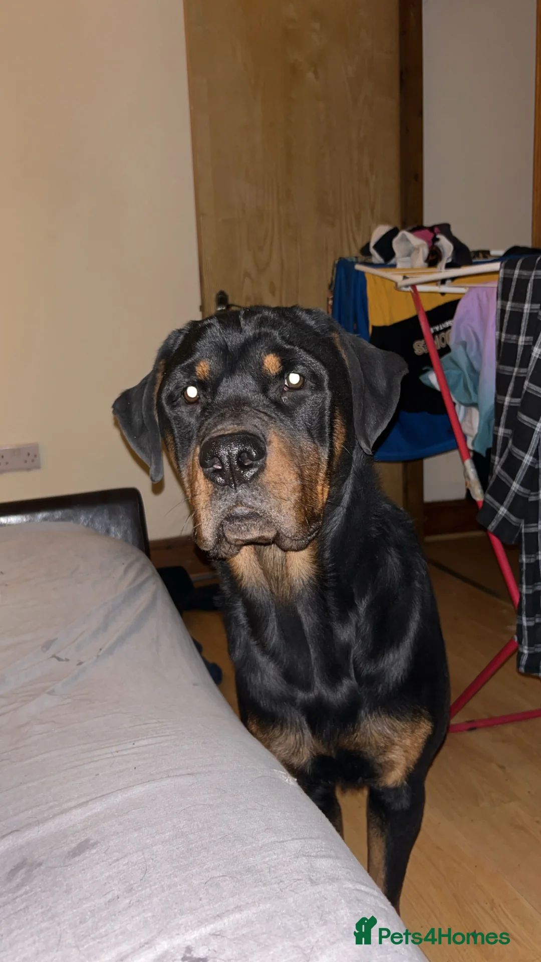 Rottweiler dogs for adoption: Kakarot - Advert 9