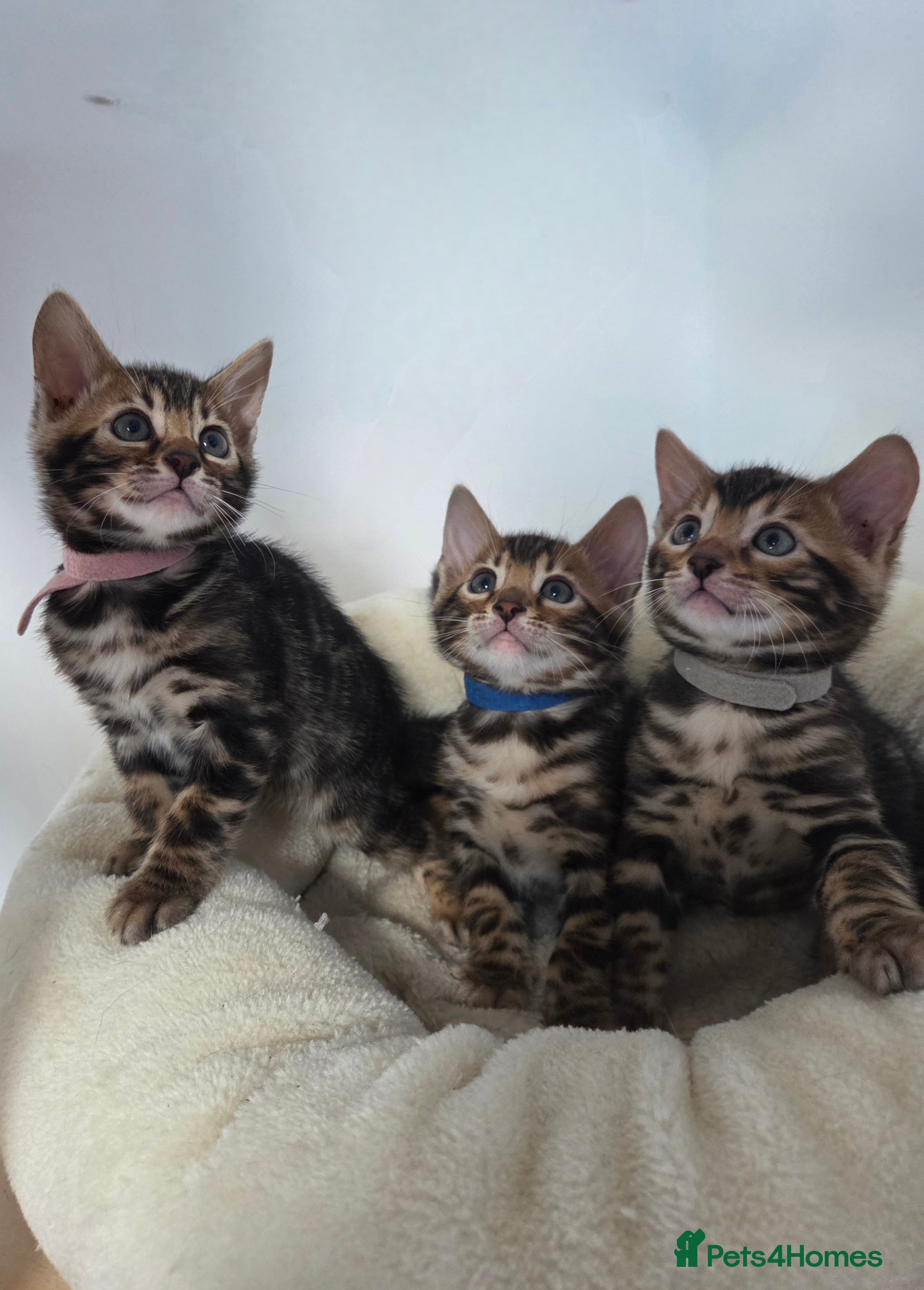 Bengal cats Tica register Bengal Kittens 😸  - Advert 17