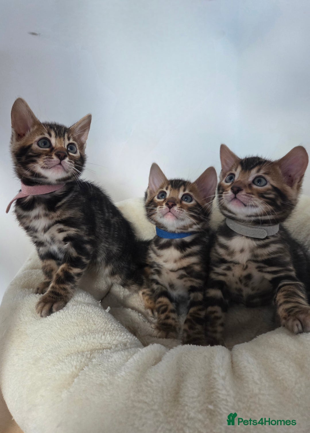 Bengal cats for sale: Tica register Bengal Kittens 😸  - Advert 1