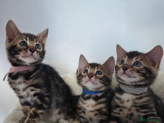Bengal cats Tica register Bengal Kittens 😸 - Advert 17